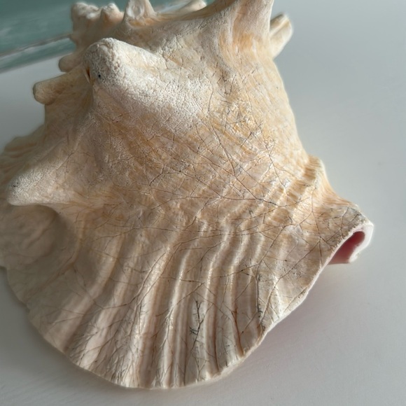 Queen Conch Shell Pink Interior Nautical Beach Decor Natural Sculpture - Picture 5 of 11